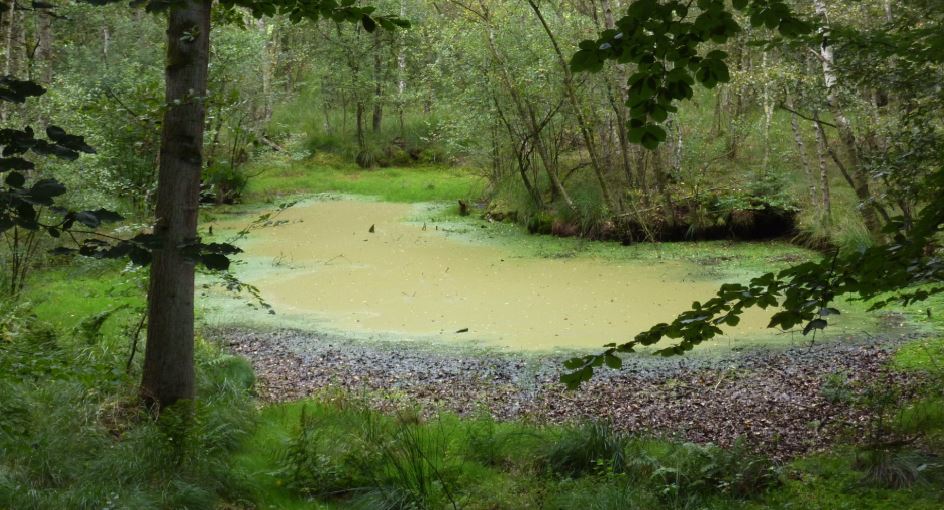 Wald beim Blankensee