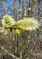 Naturschutzgebiet Moorgrtel