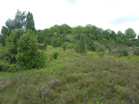 1.22 Heidelandschaft im Totengrund